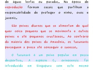 Os tucunarés são sedentários e vivem em lagos, lagoas, rios e estuários, preferindo zonas de águas lentas ou paradas. Na época de  reprodução  formam casais que partilham a responsabilidade de proteger o ninho, ovos e juvenis.  São peixes diurnos que se alimentam de qual quer coisa pequena que se movimenta e outros peixes e até pequenos crustáceos. Ao contrário da maioria dos peixes da Amazônia, os tucunarés perseguem a presa até conseguir o sucesso. O tucunaré é um peixe popular em pesca desportiva. A espécie C. orinocensis foi introduzida em Singapura com este mesmo propósito, mas com consequências trágicas para a fauna endémica da região. 