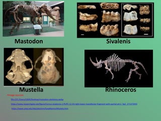 Mastodon Sivalenis
Mustella Rhinoceros
•Image sources
1. file:///C:/Users/USER/Desktop/mastodon-skeletons.webp
2. https://www.researchgate.net/figure/Cervus-sivalensis-1-PUPC-12-43-right-lower-mandibular-fragment-with-partial-p4-2_fig2_271373943
3. https://www.utep.edu/leb/pleistnm/taxaMamm/Mustela.htm
4. https://en.wikipedia.org/wiki/Woolly_rhinoceros#/media/File:Coelodonta_antiquitatis_.jpg
 