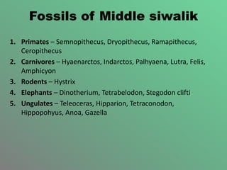 Fossils of Middle siwalik
1. Primates – Semnopithecus, Dryopithecus, Ramapithecus,
Ceropithecus
2. Carnivores – Hyaenarctos, Indarctos, Palhyaena, Lutra, Felis,
Amphicyon
3. Rodents – Hystrix
4. Elephants – Dinotherium, Tetrabelodon, Stegodon clifti
5. Ungulates – Teleoceras, Hipparion, Tetraconodon,
Hippopohyus, Anoa, Gazella
 