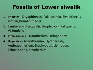 Fossils of Lower siwalik
1. Primates – Dryopithecus, Palaeosimia, Sivapithecus
Indicus,Bramapithecus
2. Carnivores – Dissopsalis, Amphicyon, Palhyaena,
Vishnufelis
3. Proboscidians – Dinotherium, Trilophodon
4. Ungulates – Aceratherium, Hyotherium,
Anthracotherium, Brachyodus, Listriodon,
Telmatodon,Dorcatherium
 