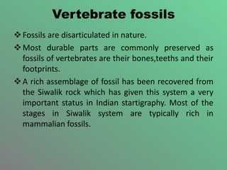 Vertebrate fossils
Fossils are disarticulated in nature.
Most durable parts are commonly preserved as
fossils of vertebrates are their bones,teeths and their
footprints.
A rich assemblage of fossil has been recovered from
the Siwalik rock which has given this system a very
important status in Indian startigraphy. Most of the
stages in Siwalik system are typically rich in
mammalian fossils.
 