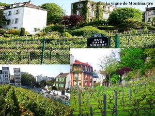 La vigne de Montmartre
 