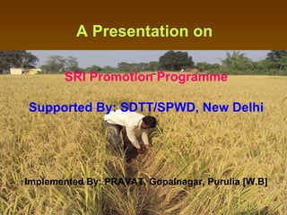 A Presentation on   SRI Promotion Programme Supported By: SDTT/SPWD, New Delhi Implemented By: PRAVAT, Gopalnagar, Purulia [W.B] 