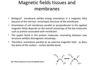 Magnetic fields tissues and
membranes
• Biological membrane exhibit strong orientation in a magnetic field
because of the intrinsic anisotropic structure of the membrane .
• Orientation of cell membrane parallel or perpendicular to the applied
magnetic fields depends on the overall anisotropy of the bio molecules
such as protein associated with membrane .
• The peptic bond in the protein molecules resonating between two
structure exhibits diamagnetic anisotropy .
• Therefore, orientation parallel to an external magnetic field , as does
the plane of the carbon – carbon double bond.
 