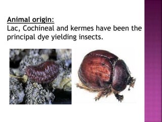 Animal origin:
Lac, Cochineal and kermes have been the
principal dye yielding insects.
 