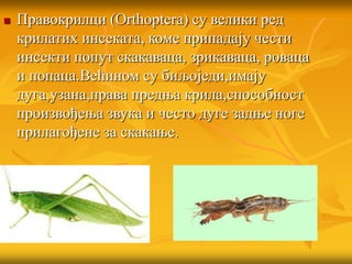 Правокрилци (Orthoptera) су велики ред
крилатих инсеката, коме припадају чести
инсекти попут скакаваца, зрикаваца, роваца
и попаца.Већином су биљоједи,имају
дуга,узана,права предња крила,способност
произвођења звука и често дуге задње ноге
прилагођене за скакање.
 