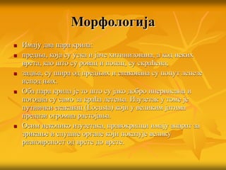 Морфологија
 Имају два пара крила:
 предња, која су уска и јаче хитинизована, а код неких
врста, као што су ровац и попац, су скраћена;
 задња, су шира од предњих и спакована су попут лепезе
испод њих.
 Оба пара крила је то што су јако добро инервисана и
погодна су само за краћа летења. Изузетак у томе је
путнички скакавац (Locusta) који у великим јатима
прелази огромна растојања.
 Осим неколико изузетака, правокрилци имају апарат за
зрикање и слушне органе који показује велику
разноврсност од врсте до врсте.
 