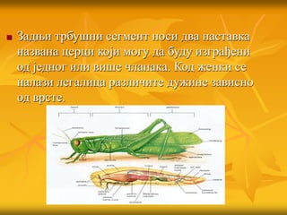  Задњи трбушни сегмент носи два наставка
названа церци који могу да буду изграђени
од једног или више чланака. Код женки се
налази легалица различите дужине зависно
од врсте.
 