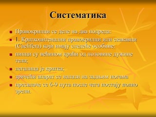 Систематика
 Правокрилци се деле на два подреда:
 1. Краткоантенални правокрилци или скакавци
(Caelifera) који имају следеће особине:
 пипци су већином краћи од половине дужине
тела;
 легалица је кратка;
 зричећи апарат се налази на задњим ногама
 пресвлаче се 6-9 пута после чега постају полно
зрели.
 