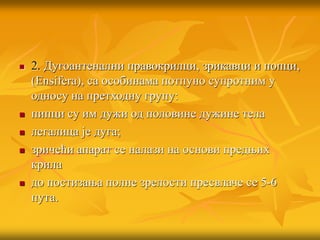  2. Дугоантенални правокрилци, зрикавци и попци,
(Ensifera), са особинама потпуно супротним у
односу на претходну групу:
 пипци су им дужи од половине дужине тела
 легалица је дуга;
 зричећи апарат се налази на основи предњих
крила
 до постизања полне зрелости пресвлаче се 5-6
пута.
 