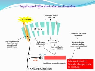 Pulp venules
STIMULATION
Increased pulp
interstitial fluid
Increased pulp
pressure
Increased tubular
fluid flow
Release of
inflammatory
agents?
Increased blood
viscosity and rbc
congestion in capillary
bed
Increased A-V shunt
blood flow
Outward dentinal
fluid flow and
aspiration of
odontoblasts
CNS, Pain, Reflexes
Vasodilation, Increased permeability
Pulpal axonal reflex due to dentine stimulation
Without infection,
Vascular changes could
be resolved.
Axon
reflex
SP, CGRP
Dentine
 