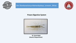 Shri Shankaracharya Mahavidyalaya, Junwani , Bhilai
Prawn-Digestive System
Dr. Sonia Bajaj
(Head of Department)
 