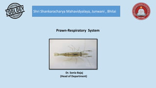 Shri Shankaracharya Mahavidyalaya, Junwani , Bhilai
Prawn-Respiratory System
Dr. Sonia Bajaj
(Head of Department)
 