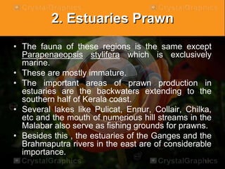 2. Estuaries Prawn
• The fauna of these regions is the same except
Parapenaeopsis stylifera which is exclusively
marine.
• These are mostly immature.
• The important areas of prawn production in
estuaries are the backwaters extending to the
southern half of Kerala coast.
• Several lakes like Pulicat, Ennur, Collair, Chilka,
etc and the mouth of numerious hill streams in the
Malabar also serve as fishing grounds for prawns.
• Besides this , the estuaries of the Ganges and the
Brahmaputra rivers in the east are of considerable
importance.
 