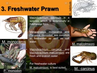3. Freshwater Prawn
• Macrobrachium sabriculs is a
species which is extensively a
freshwater form.
• Metapenaeus monoceros and
Penaeus monodon are common
in freshwater as well as salt
water.
• Macrobrachium carcinus and
Macrobrachium malcolmsoni are
fresh and brakish water.
• For freshwater culture
M. malcolmsoni is best suited.
M.sabriculs
M. monoceros
P. monodon
M. carcinus
M. malcolmsoni
 
