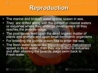 Reproduction
• The marine and brakish water specie spawn in sea.
• They are drifted along with the current to coastal waters
or estuaries where they undergo development till they
reaches the jevenile stage.
• The post larvae feed upon the dead organic matter of
plants and animals and upon small benthomic organisms
• For breeding the juvinile prawn has to enter the sea.
• The fresh water specie like Macrobrachium malcolmsoni
spawn in fresh water , then they are drifted to estuaries
and after attaining the juvenile stage swim back to
Fresh-water.
 