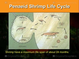 Penaeid Shrimp Life Cycle
Shrimp have a maximum life span of about 24 months.
 