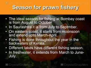 Season for prawn fishery
• The ideal season for fishing at Bombay coast
is from August to October
• In Saurashtra it is from July to Septmber.
• On eastern coast, it starts from moonsoon
and extend upto March-April.
• Fishing is done throughout the year in the
backwaters of Kerala.
• Different lakes have different fishing season.
• In freshwater, it extends from March to June-
July.
 