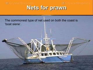 Nets for prawn
• The commonest type of net used on both
the coast is ‘boat siene’.
The commonest type of net used on both the coast is
‘boat siene’.
 