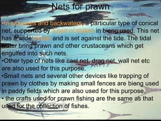 Life CycleNets for prawn
•In estuaries and backwaters, a particular type of conical
net, supported by a pair of stakes in bieng used. This net
has a wide mouth and is set against the tide. The tidal
water bring prawn and other crustaceans which get
engulfed into such nets.
•Other type of nets like cast net, drag net, wall net etc
are also used for this purpose.
•Small nets and several other devices like trapping of
prawn by clothes by making small fences are bieng used
in paddy fields which are also used for this purpose.
• the crafts used for prawn fishing are the same as that
used for the collection of fishes.
 