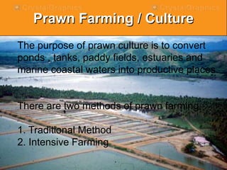 Prawn Farming / Culture
The purpose of prawn culture is to convert
ponds , tanks, paddy fields, estuaries and
marine coastal waters into productive places.
There are two methods of prawn farming.
1. Traditional Method
2. Intensive Farming
 
