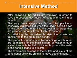 Intensive Method
• After spawning the adults are removed in order to
save the possible destruction of eggs and hatching by
parents.
• The early larval stages are fed on phytoplanktons,
especially diatomes but when the larvae settled down
on the bottom and enter into the post larval stage they
are provided worms, flesh of fish etc as food.
• On attaining the considerable size, the larvae are
transferred to the production ponds.
• The production ponds have two openings which inturn
are connected to the main stream of water through
water pipes.with the help of hydraulic pumps the water
in the pond is made to circulate.
• The fixed mesh screens at the outlets and inlets of the
pond donot allow the shrimp to move out of th pond.
 