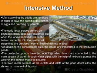 Intensive Method
•After spawning the adults are removed
in order to save the possible destruction
of eggs and hatching by parents.
•The early larval stages are fed on
phytoplanktons, especially diatomes but
when the larvae settled down on the
bottom and enter into the post larval
stage they are provided worms, flesh of fish etc as food.
•On attaining the considerable size, the larvae are transferred to the production
ponds.
•The production ponds have two openings which inturn are connected to the
main stream of water through water pipes.with the help of hydraulic pumps the
water in the pond is made to circulate.
•The fixed mesh screens at the outlets and inlets of the pond donot allow the
shrimp to move out of th pond.
 