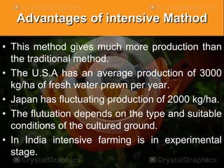 Advantages of intensive Mathod
• This method gives much more production than
the traditional method.
• The U.S.A has an average production of 3000
kg/ha of fresh water prawn per year.
• Japan has fluctuating production of 2000 kg/ha.
• The flutuation depends on the type and suitable
conditions of the cultured ground.
• In India intensive farming is in experimental
stage.
 
