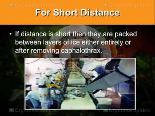 For Short Distance
• If distance is short then they are packed
between layers of ice either entirely or
after removing caphalothrax.
 