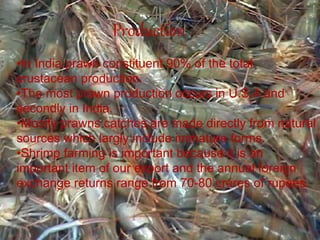 Production
•In India prawn constituent 90% of the total
crustacean production.
•The most prawn production occurs in U.S.A and
secondly in India.
•Mostly prawns catches are made directly from natural
sources which largly include immature forms.
•Shrimp farming is important because it is an
important item of our export and the annual foreign
exchange returns range from 70-80 crores of rupees.
 