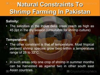 Natural Constraints To
Shrimp Farming In Pakistan
Salinity:
• The salinities in the Indus delta creek reach as high as
45 ppt in the dry season (unsuitable for shrimp culture)
Temperature:
• The other constraint is that of temperature. Most tropical
penaeid shrimp species grow best within a temperature
range of 28 to 32°C.
• In such areas only one crop of shrimp in summer months
can be harvested as against two in other south east
Asian countries.
 