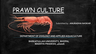 PRAWN CULTURE
Submitted by : ANURADHA NASKAR
DEPARTMENT OF ZOOLOGY AND APPLIED AQUACULTURE
BARKATULLAH UNIVERSITY, BHOPAL
MADHYA PRADESH, 462026
 