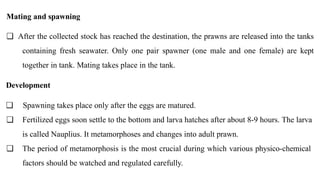 Spawn Prawns Farming of prawn and shrimp and its marketing | PPTX