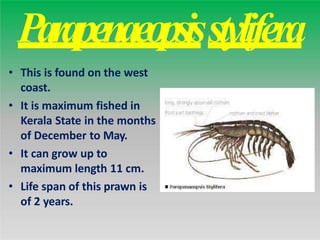 prawn.pptx