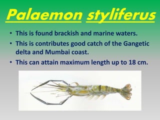PRAWN FISHERY & DIFFERENT SPECIES OF PRAWN IN INDIA | PPTX
