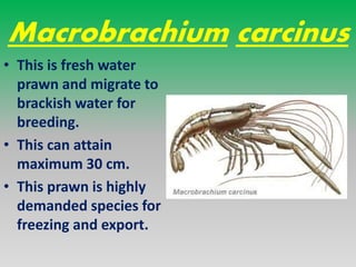 PRAWN FISHERY & DIFFERENT SPECIES OF PRAWN IN INDIA | PPTX
