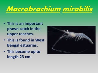 PRAWN FISHERY & DIFFERENT SPECIES OF PRAWN IN INDIA | PPTX