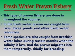 PRAWN FISHERY & DIFFERENT SPECIES OF PRAWN IN INDIA | PPTX