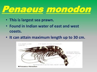 Penaeus japonicus
• It is mostly found in sea coast of east areas.
• It can attain maximum length up to 26 cm.
 