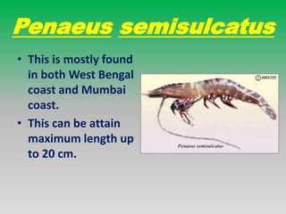 Penaeus merguiensis
• This is found both east
and west coast in
India.
• This is the main
species for catching
easily.
• T...