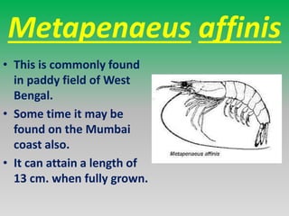 Metapenaeus dobsoni
• This is commonly found in brackish water and
estuaries.
• It is dominant species on Kerala coast and...