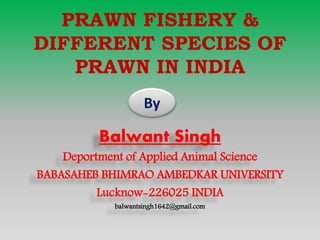  What is the prawn fishery ?
• Apart from some of the aquatic crustaceans are also
included among the fishery of economic...