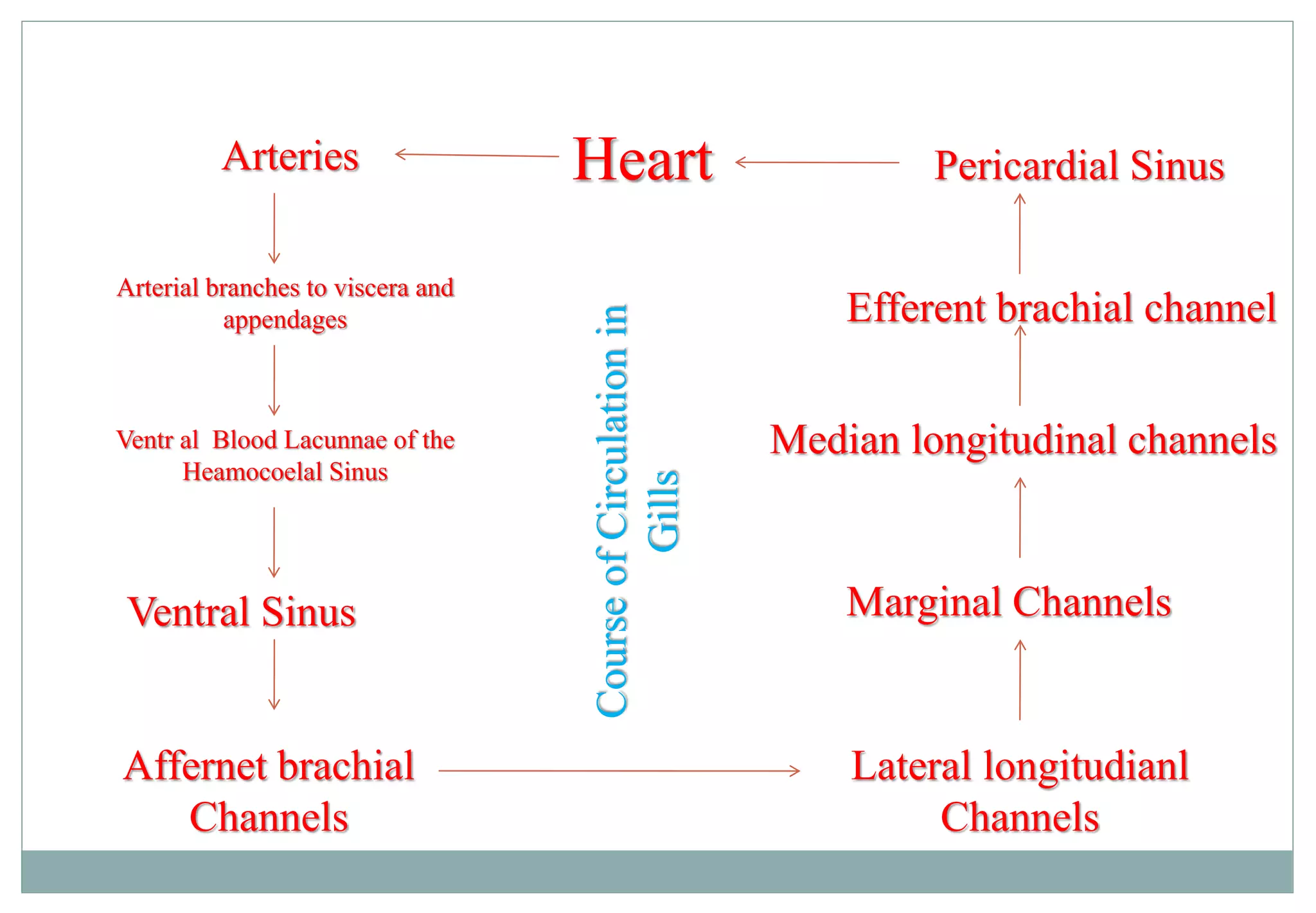 Study of Prawn (palaemon) | PPT