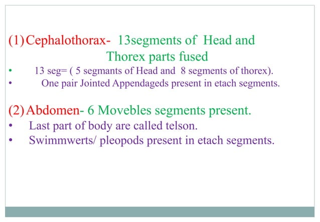 Palaeom Study of Prawn (palaemon) | PPT