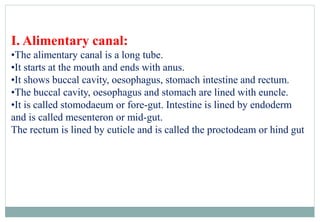 I. Alimentary canal:
•The alimentary canal is a long tube.
•It starts at the mouth and ends with anus.
•It shows buccal cavity, oesophagus, stomach intestine and rectum.
•The buccal cavity, oesophagus and stomach are lined with euncle.
•It is called stomodaeum or fore-gut. Intestine is lined by endoderm
and is called mesenteron or mid-gut.
The rectum is lined by cuticle and is called the proctodeam or hind gut
 