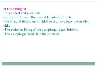 c) Oesophagus:
•It is a short and wide tube.
•It's wall is folded. There are 4 longitudinal folds.
•Each lateral fold is sub-divided by a groove into two smaller
olds.
•The cuticular lining of the oesophagus bears bristles.
•The oesophagus leads into the stomach.
 
