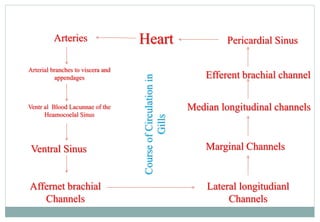 Heart Pericardial Sinus
Efferent brachial channel
Median longitudinal channels
Marginal Channels
Lateral longitudianl
Channels
Affernet brachial
Channels
Ventral Sinus
Ventr al Blood Lacunnae of the
Heamocoelal Sinus
Arterial branches to viscera and
appendages
Arteries
Course
of
Circulation
in
Gills
 