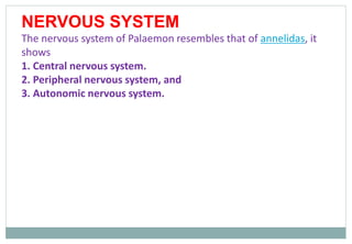 NERVOUS SYSTEM
The nervous system of Palaemon resembles that of annelidas, it
shows
1. Central nervous system.
2. Peripheral nervous system, and
3. Autonomic nervous system.
 