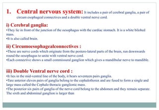 1. Central nervous system:It includes a pair of cerebral ganglia, a pair of
circum esophageal connectives and a double ventral nerve cord.
i) Cerebral ganglia:
•They lie in front of the junction of the oesophagus with the cardiac stomach. It is a white bilobed
mass.
•It is also called brain.
ii) Circumoesophagealconnectives :
•These are nerve cords which originate from the postero-lateral parts of the brain, run downwards
round the oesophagus to unite with ventral nerve cord.
•Each connective shows a small commissural ganglion which gives a mandibular nerve to mandible.
iii) Double Ventral nerve cord :
•It lies in the mid-ventral line of the body, it bears seventeen pairs ganglia.
•Tare anterior eleven pairs of ganglia belong to the cephalothorax and are fused to form a single and
large mass called the Cephalo thoracic ganglionic mass.
•The posterior six pairs of ganglia of the nerve cord belong to the abdomen and they remain separate.
The sixth and abdominal ganglion is larger than
 