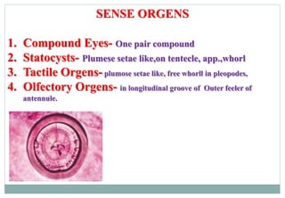 SENSE ORGENS
1. Compound Eyes- One pair compound
2. Statocysts- Plumese setae like,on tentecle, app.,whorl
3. Tactile Orgens-plumose setae like, free whorll in pleopodes,
4. Olfectory Orgens- in longitudinal groove of Outer feeler of
antennule.
 